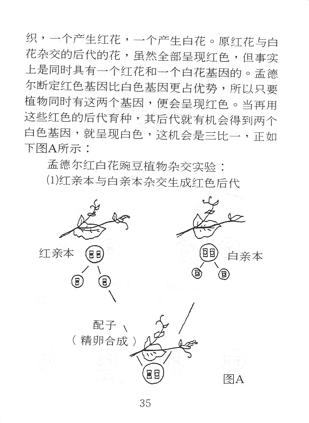 進化論質疑[簡] -- Bone of Contention - Ambassadors for Christ Bookstore