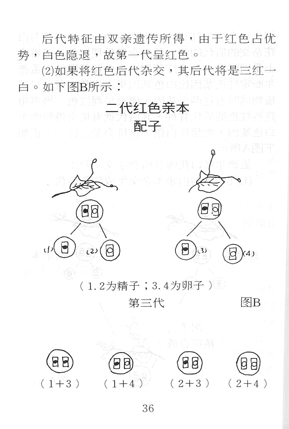 進化論質疑[簡] -- Bone of Contention - Ambassadors for Christ Bookstore